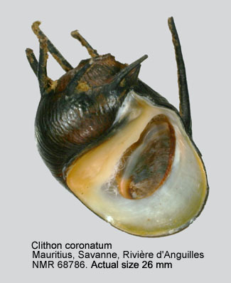 Clithon coronatum (3).jpg - Clithon coronatum (Leach,1815)  